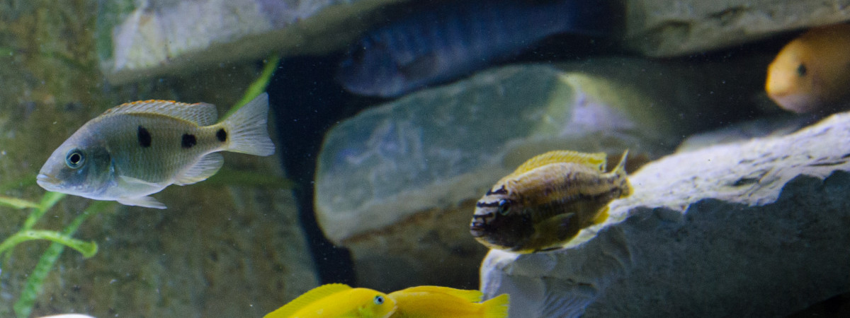 aquarium malawi