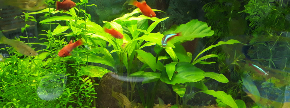 aquarium Nano-20 l