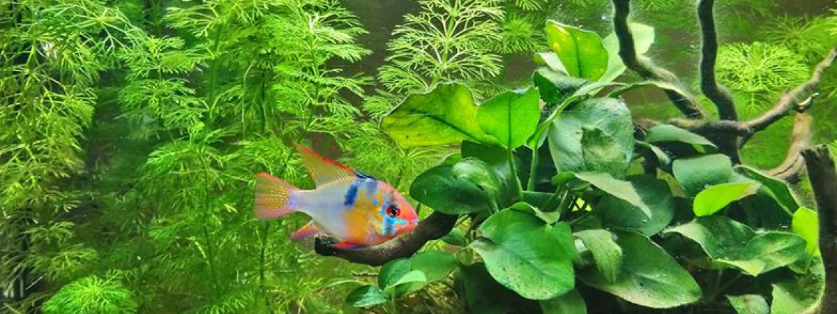 aquarium Mr et Mme Rami