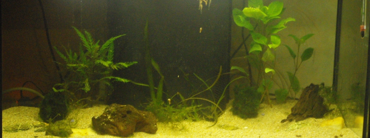 aquarium Asiatique