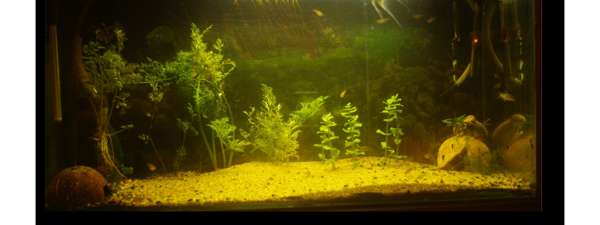 aquarium Amérique