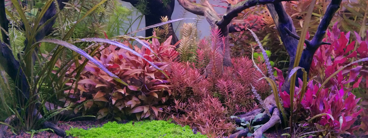 aquarium Pppfff