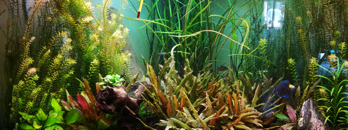 aquarium Bassflo