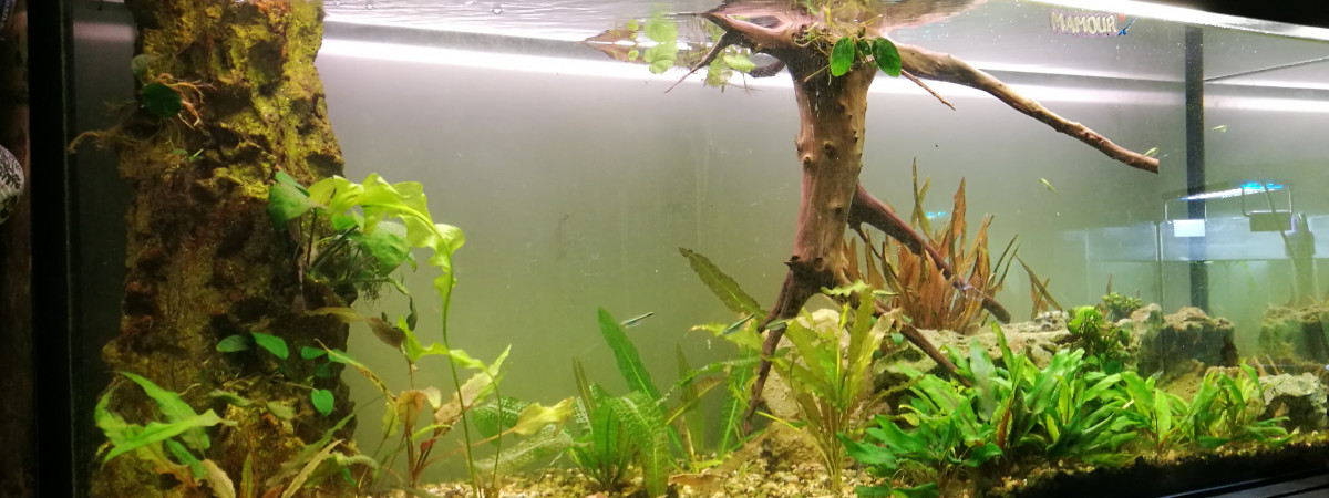 aquarium Juwel 240L planté