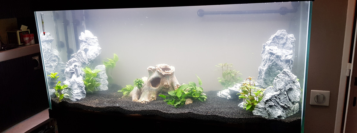 aquarium Nature