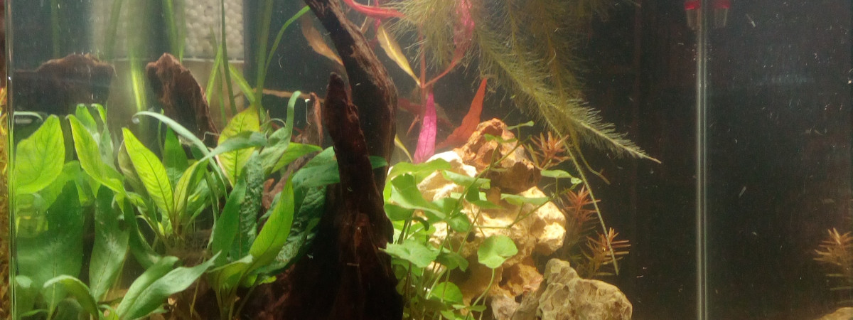 aquarium 60l Microdevario et Crevettes