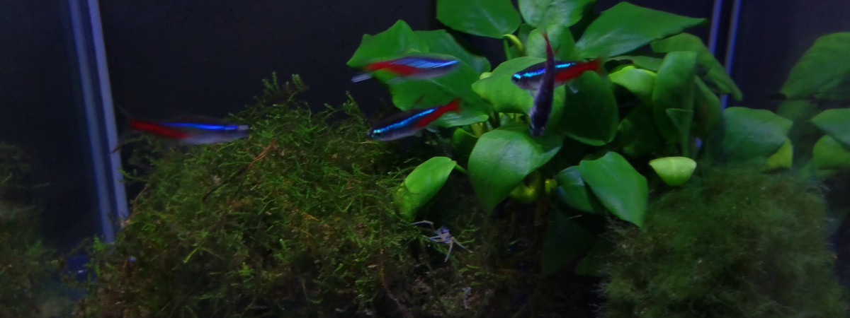 aquarium Lolo