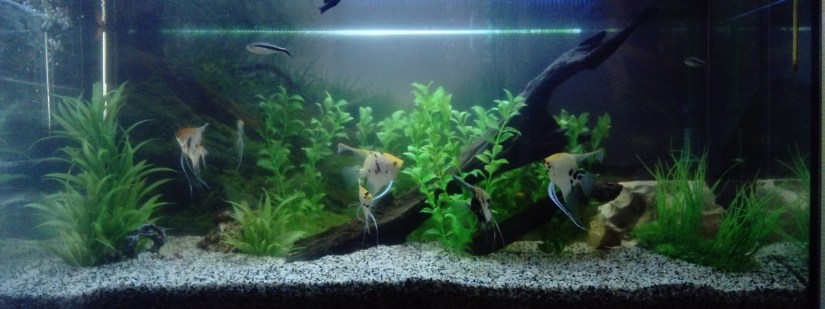 aquarium 200 L