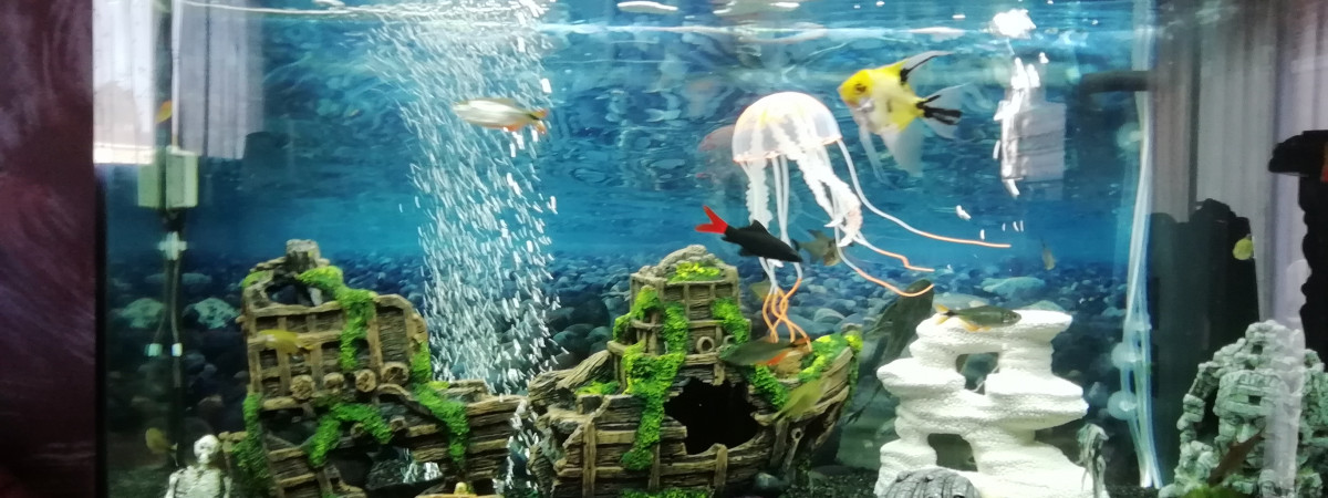 aquarium Biotope