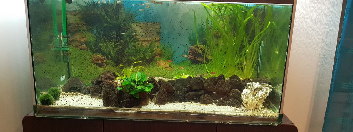 aquarium Décor naturel