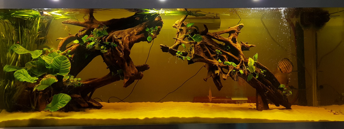 aquarium Bac sauvage