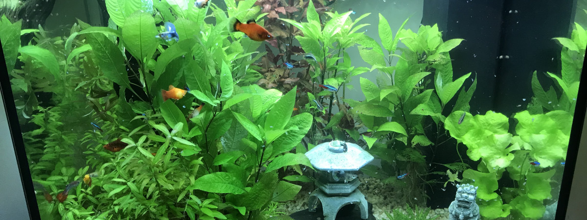 aquarium Aquarium 200L