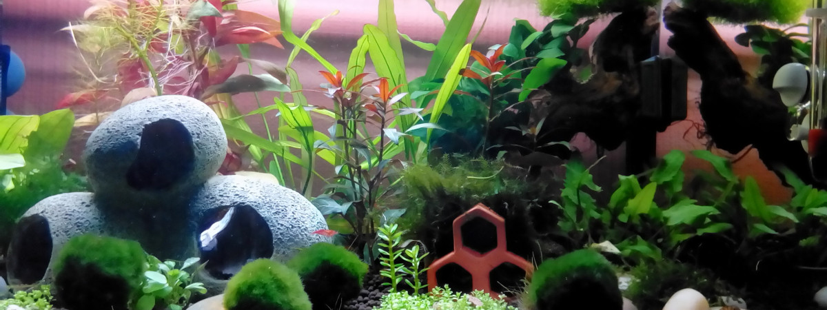 aquarium 60 litres Crevettes et Danio Margaritus