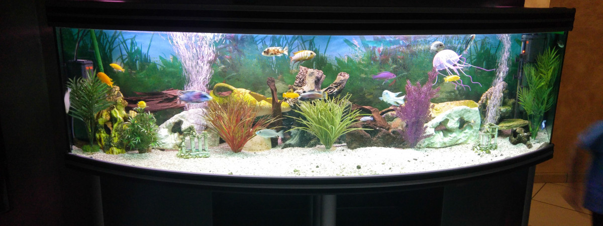 aquarium Malawi