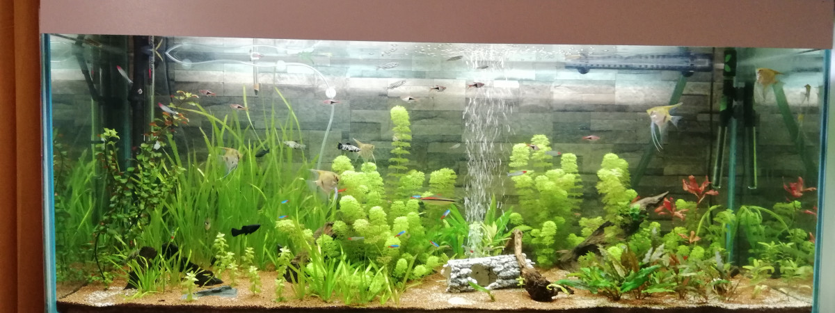 aquarium Amazonie 450 litres