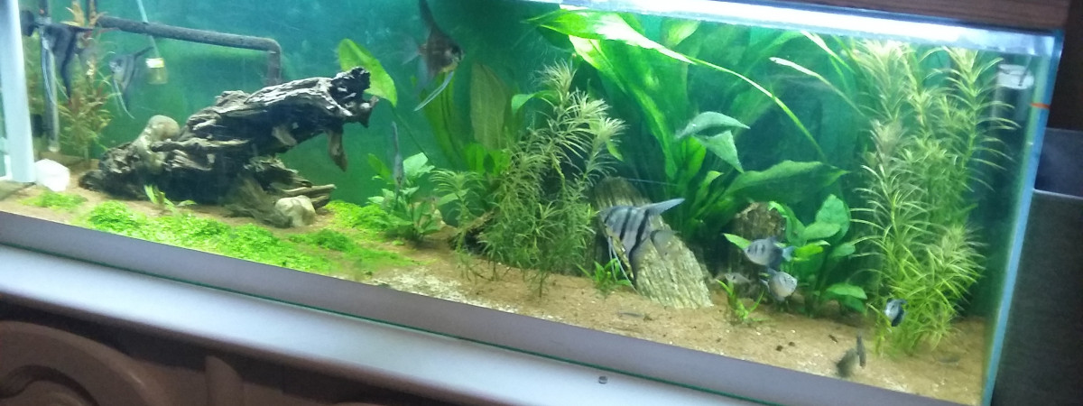 aquarium Laulau