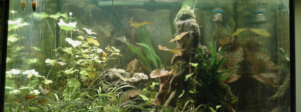 aquarium Asie mangrove 150L