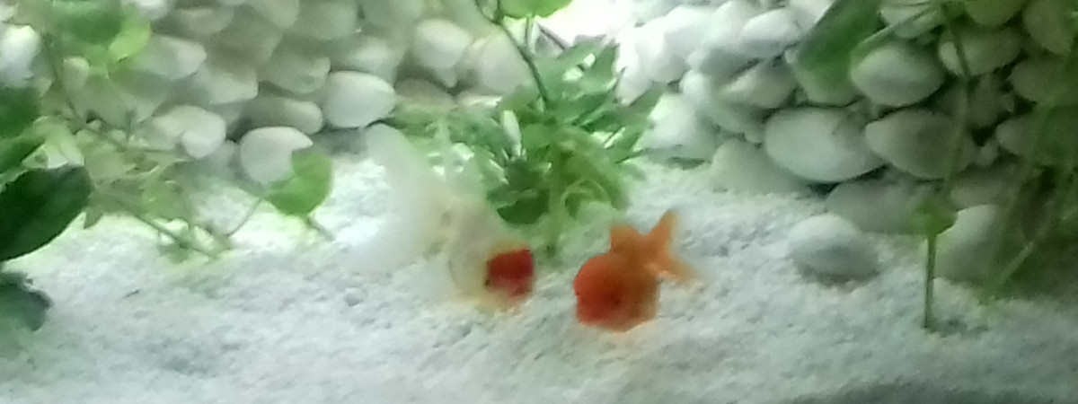 aquarium Bassin interieur