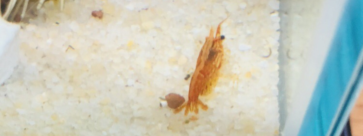 aquarium Nano crevettes