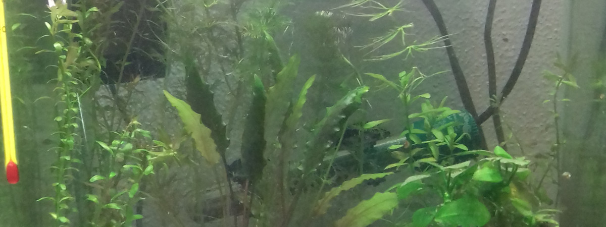 aquarium Betta 2