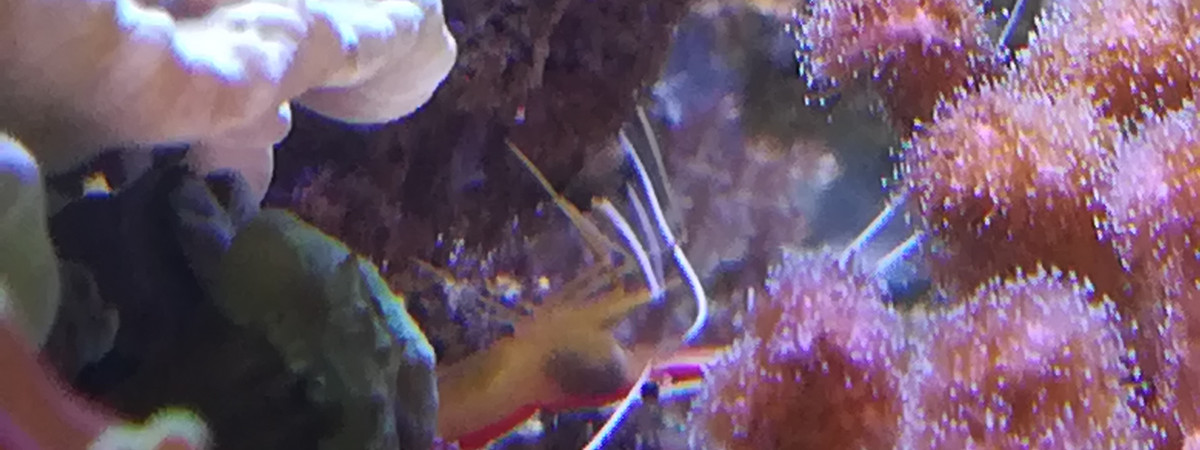 aquarium Nano2
