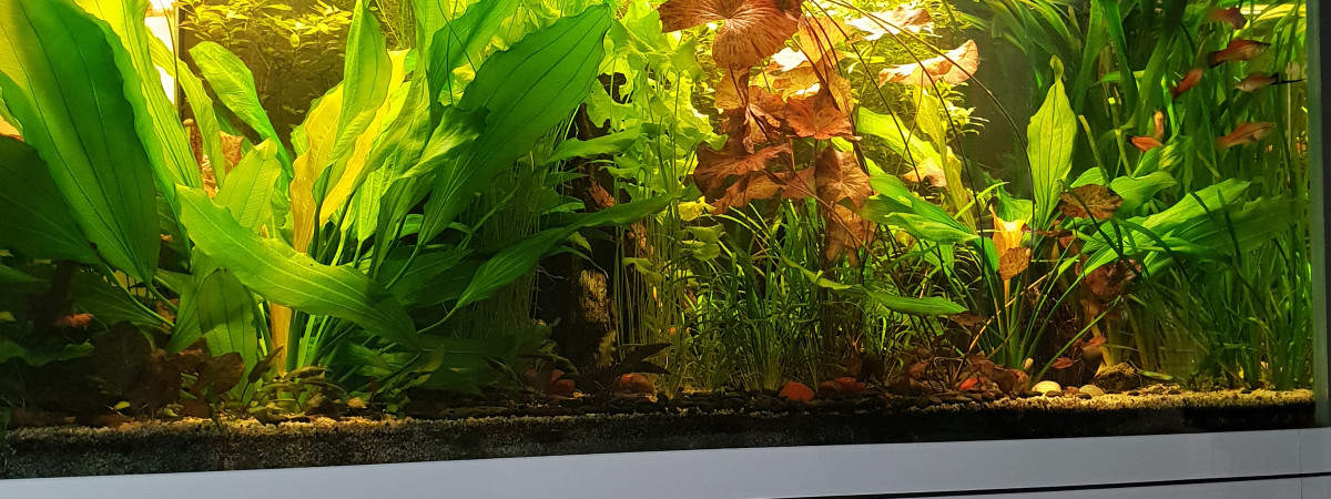 aquarium Decoglass