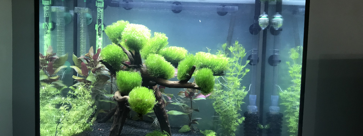aquarium Juwel Lido 120