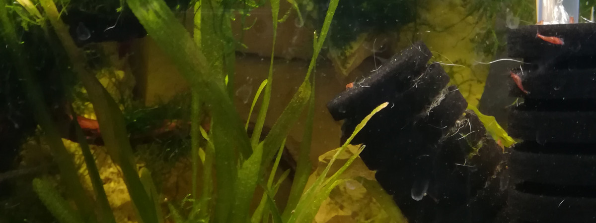aquarium Nano cube