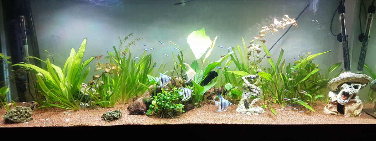 aquarium Salon