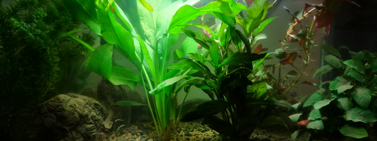 aquarium Projet Platy