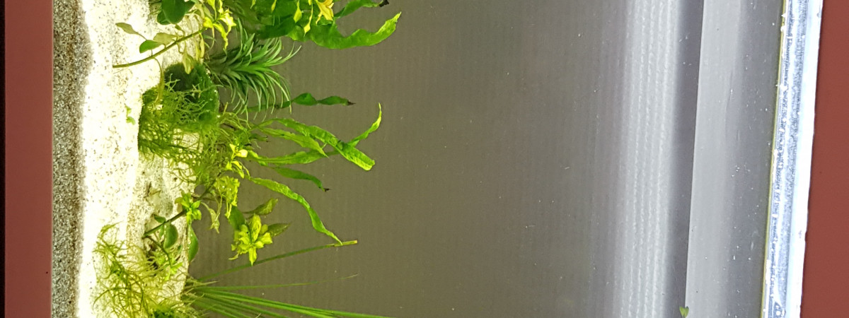 aquarium Aqua fred