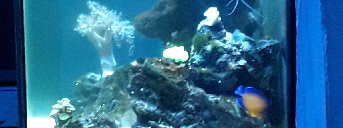 aquarium Numéro 2