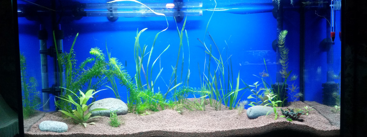 aquarium Yvano17