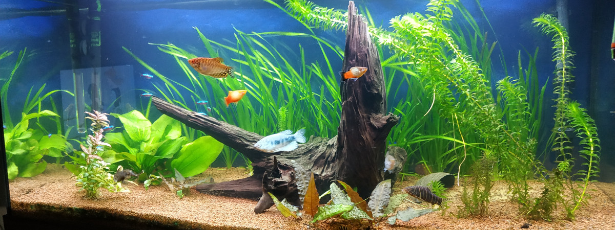 aquarium Premier bac