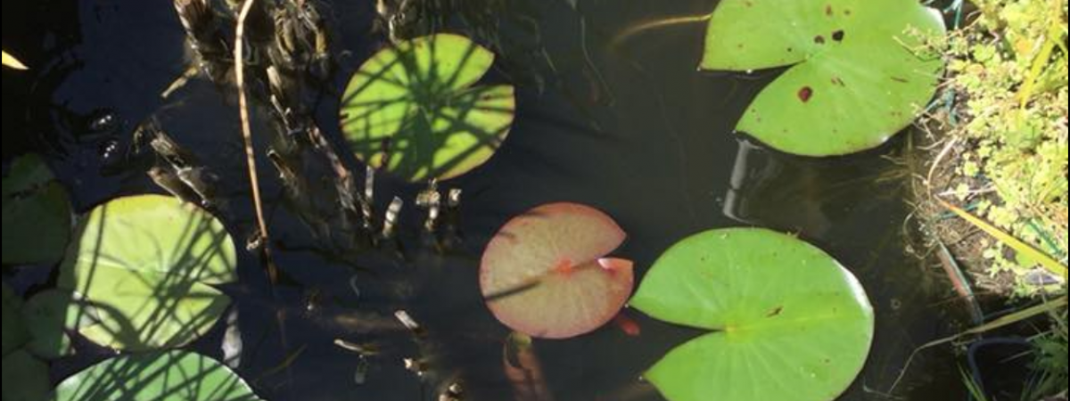 aquarium Bassin Biotop