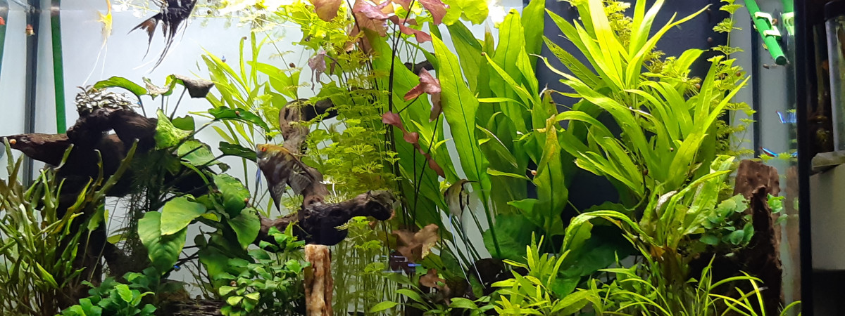 aquarium Aquarium de salon
