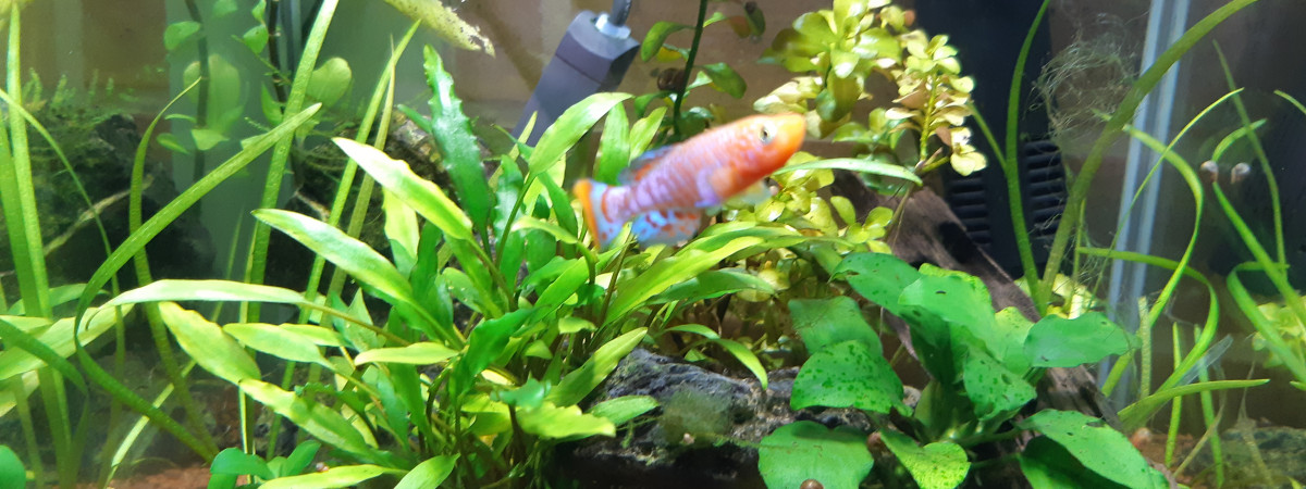 aquarium Nano aquarium