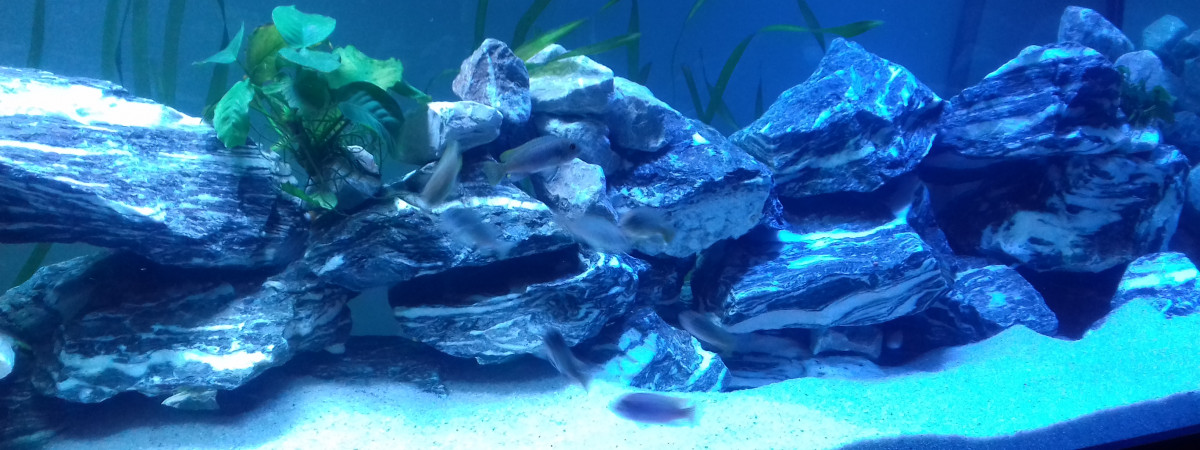 aquarium Malawi 700l
