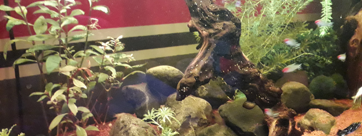 aquarium Bac 120l