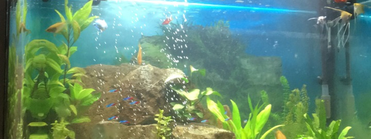 aquarium 260l
