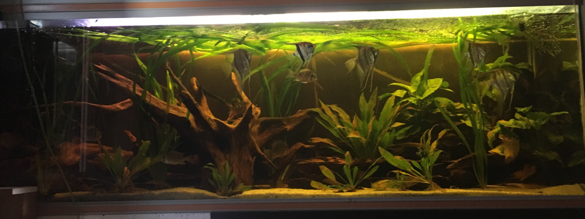 aquarium Amazonien
