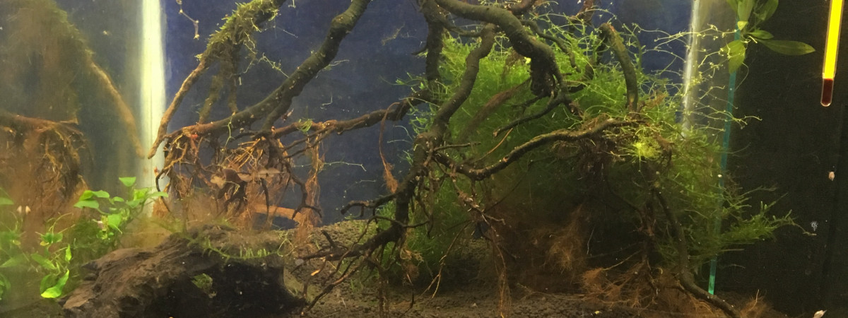 aquarium Spécifique crevettes