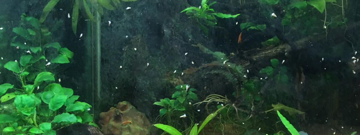 aquarium Spécifique crevettes