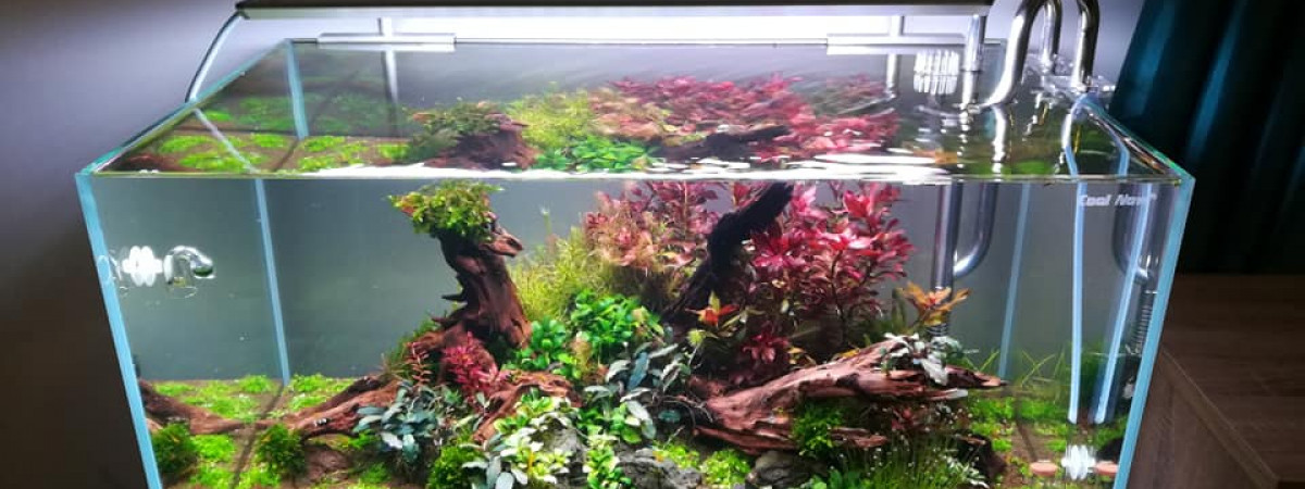 aquarium red