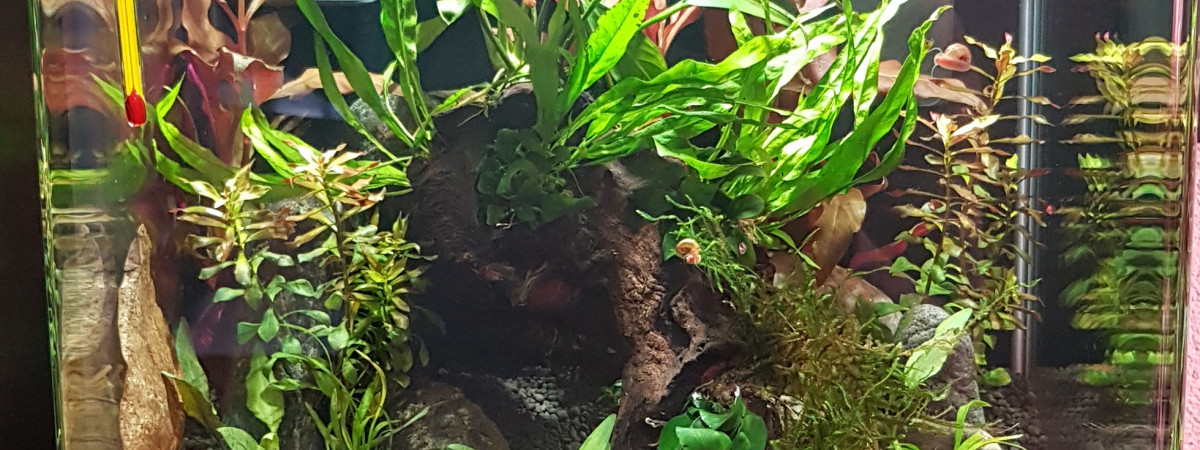 aquarium 30l