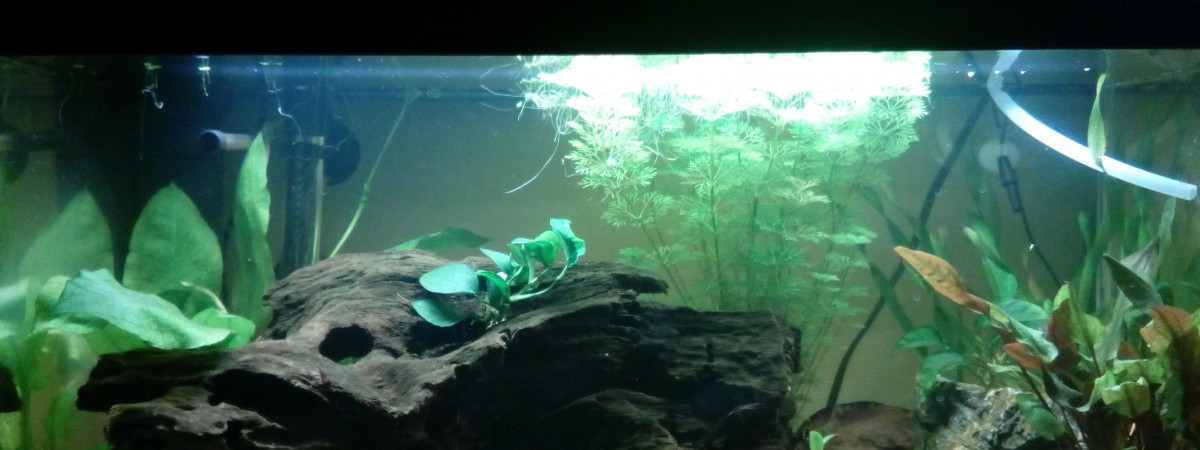 aquarium 60 litres amazonien