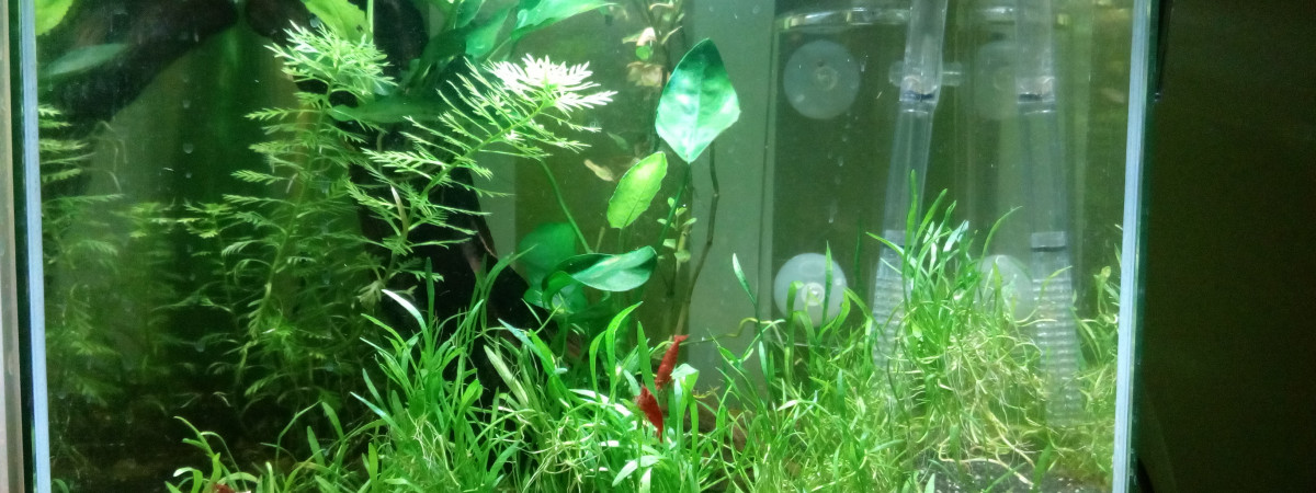 aquarium 15 litres aquascape