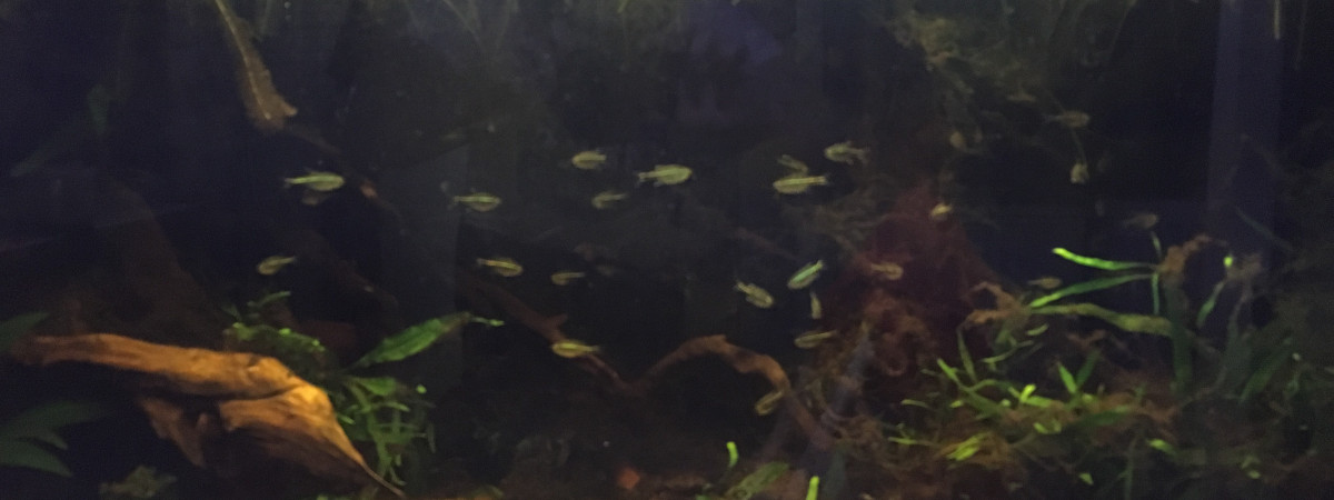 aquarium Biotopes amazonien