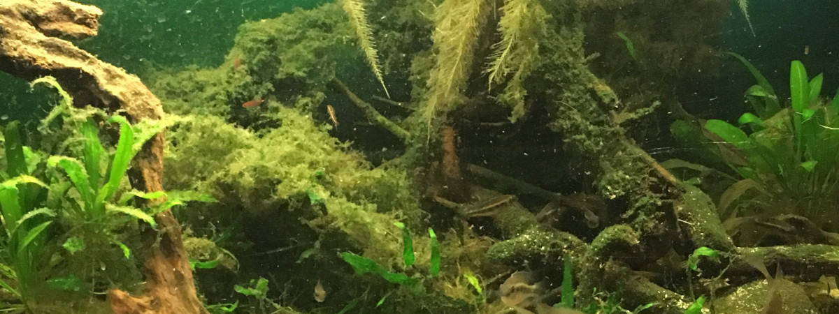 aquarium Nurserie