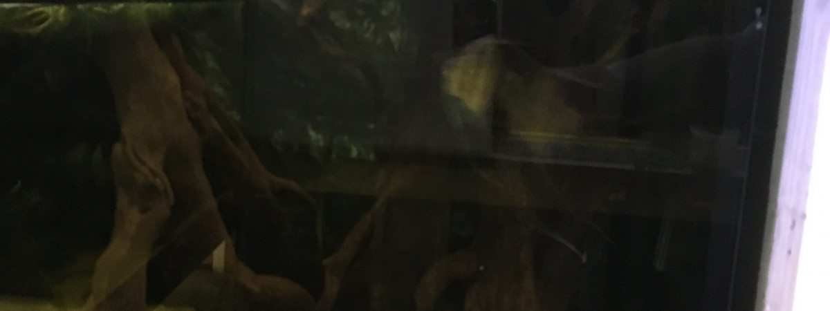 aquarium Bac reproduction